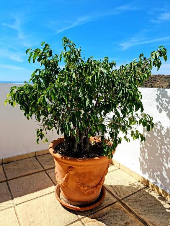 Blue Jasmine Apartment La Cala Del Moral ภายนอก รูปภาพ